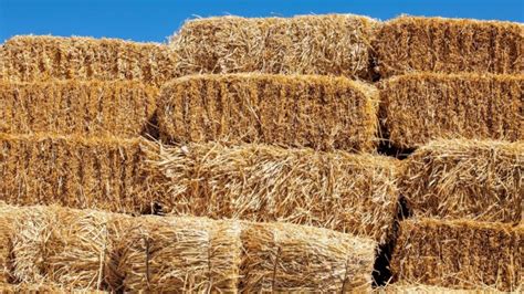 fieno di qualità per cavalli