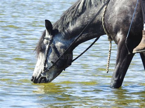 cavallo che beve acqua pulita