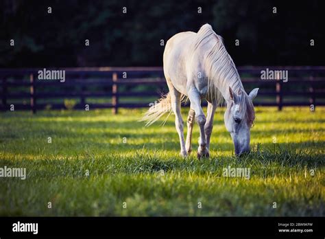 cavallo al pascolo