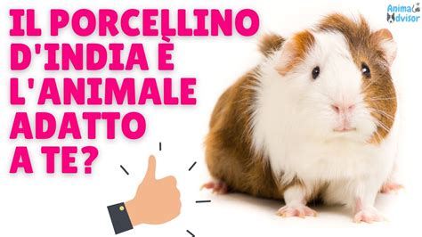 illustrazione scientifica di una cavia in ambiente domestico