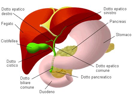 rappresentazione anatomica della cistifellea e dei dotti biliari