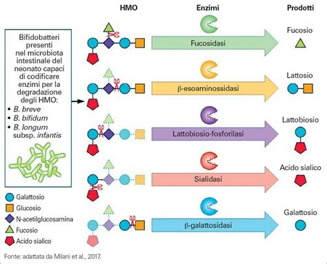 Schema dell'azione prebiotica degli HMO nel colon