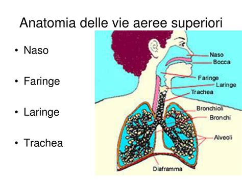 rappresentazione stilizzata dell'anatomia delle vie aeree superiori e della mucosa nasale