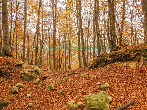 bosco di faggi autunnale
