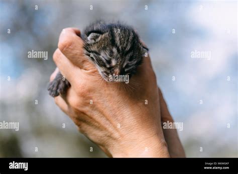 Gattino neonato tra le mani di un veterinario