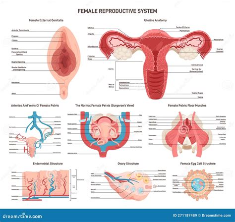 diagramma anatomia riproduttiva maschile e femminile