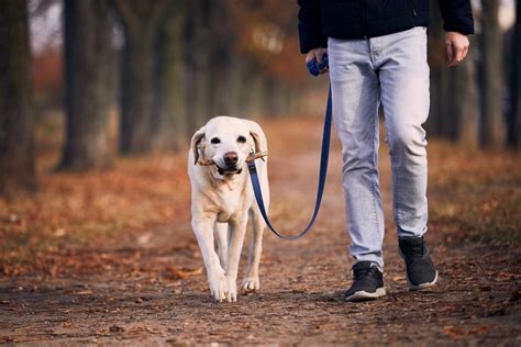 Donna incinta che passeggia al parco con il proprio cane al guinzaglio