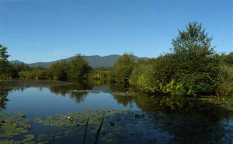 Flora e fauna tipica della Riserva Naturale Palude del Conte