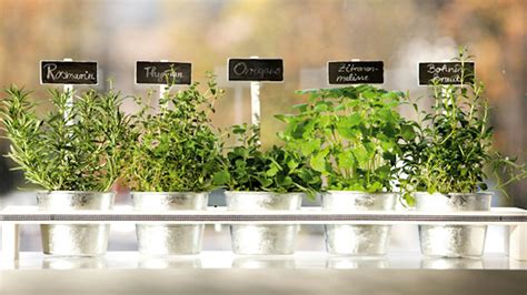 Preparazione e Conservazione di Erbe Aromatiche