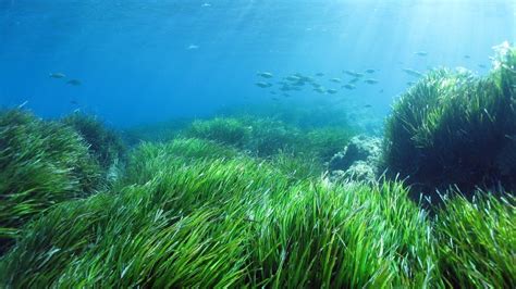 Prateria di Posidonia oceanica sommersa