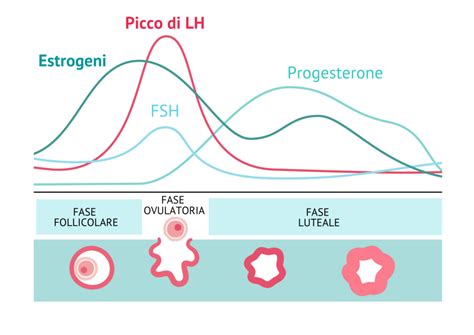 Diagramma della finestra fertile e del picco di LH