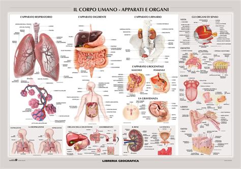 Mappa anatomica degli organi addominali