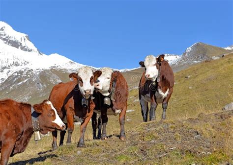 Vacche Simmental al pascolo