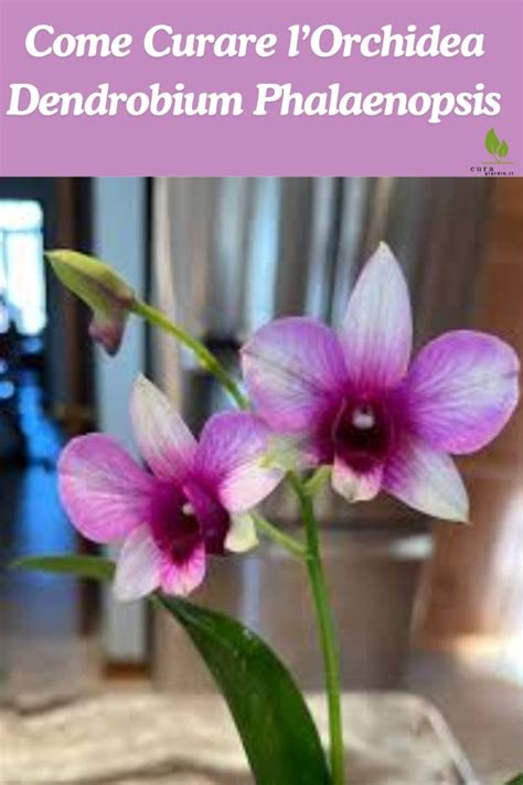 nuove crescite orchidea
