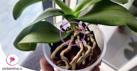 differenza stelo radice orchidea