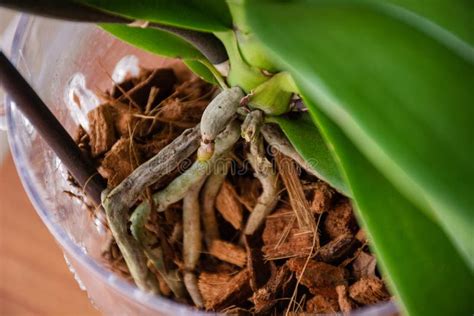 radici aeree orchidea