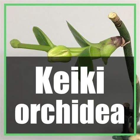 keiki orchidea