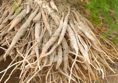Shatavari plant and roots