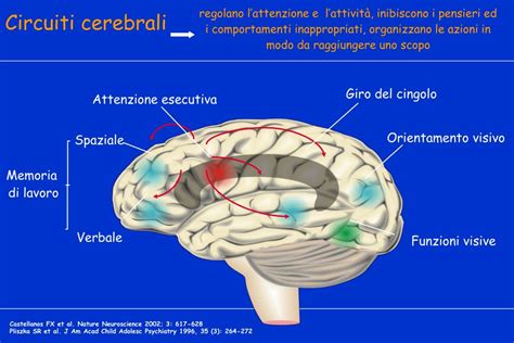 diagramma dei circuiti cerebrali dell'ossitocina e dell'attaccamento