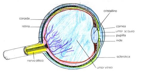 Diagramma della struttura oculare