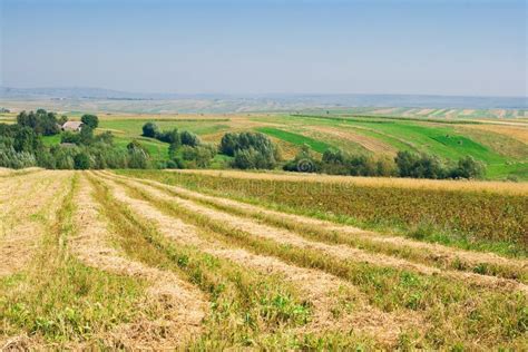 Paesaggio agricolo con monocultura