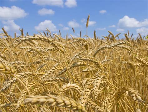 Campo di cereali in fase di crescita