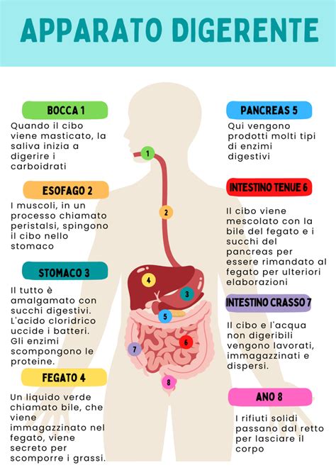 Schema dell'apparato digerente umano con evidenziate le possibili localizzazioni della Malattia di Crohn
