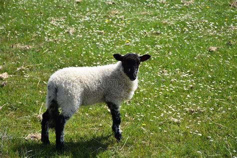 Agnello Suffolk giovane