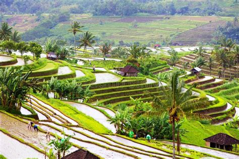 Vista panoramica sulle risaie a terrazze tipiche dell'isola di Bali, esempio di agricoltura sostenibile
