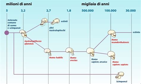 diagramma evolutivo della figura docente dall'Ottocento a oggi