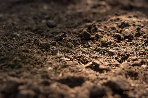 rappresentazione della rete trofica del suolo o Soil Food Web