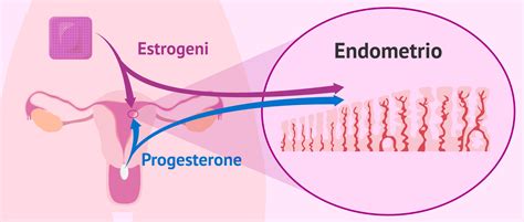 rappresentazione schematica dell'utero con endometrio in fase di accoglienza embrionale