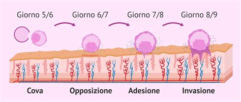 diagramma delle fasi di impianto embrionale: apposizione, adesione e invasione