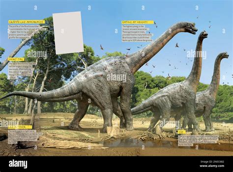 Infografica sulle caratteristiche chiave di un seggiolone