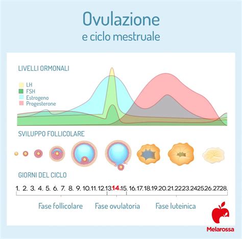 Grafico di fertilità con linee di ovulazione e coverline