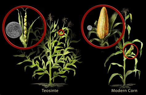 Antenato del mais: Teosinte