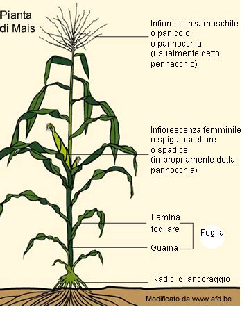 Struttura della pianta di mais: fusto, foglie, infiorescenze