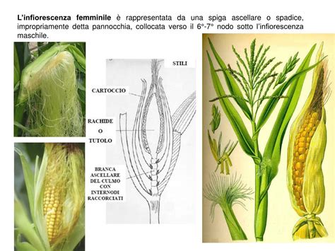 Infiorescenza maschile (pennacchio) e femminile (pannocchia) del mais