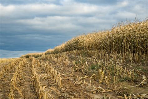 Campo di mais maturo pronto per la raccolta
