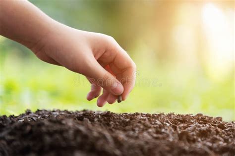 Adulto e bambino che piantano un seme