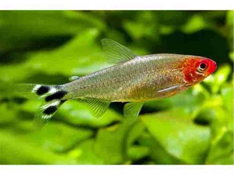 Dettaglio della macchia rossa e delle striature caudali in Petitella rhodostoma