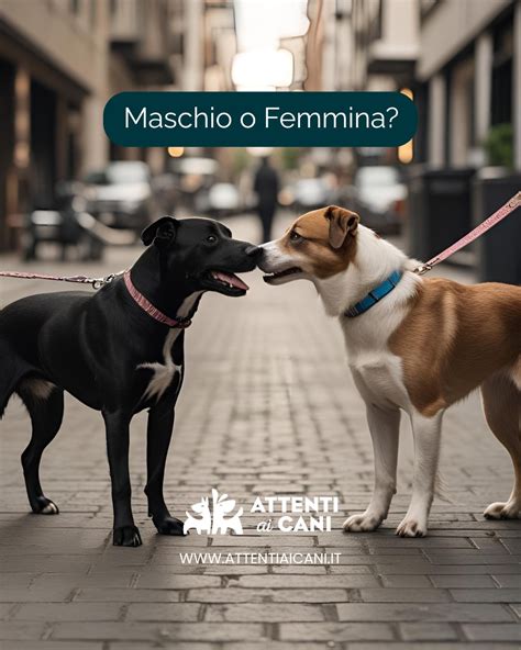 Confronto tra maschio e femmina di Petitella rhodostoma durante il corteggiamento