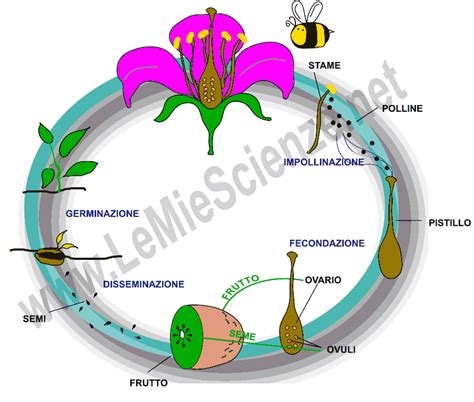 Diagramma del processo di impollinazione e germinazione del polline