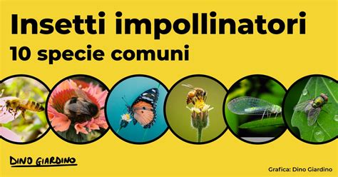 Insieme di insetti impollinatori su un prato fiorito