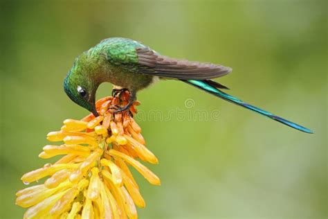 Colibrì che si nutre di nettare