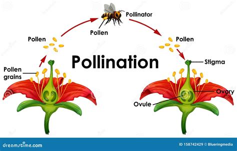 Impollinazione manuale di un fiore