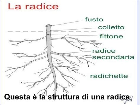 Apparato radicale del carrubo