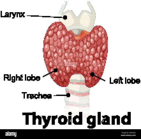 Illustrazione anatomica della ghiandola tiroidea
