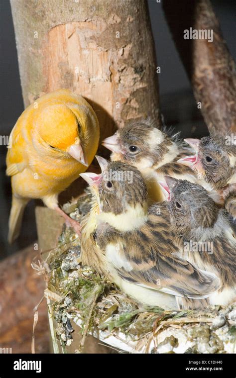 Canarini nidiacei nel nido