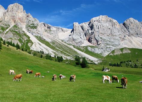 Mucche al pascolo in montagna